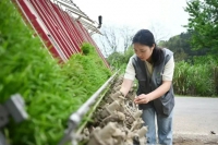 95后“農機女神”開拖拉機帶領鄉(xiāng)親“種出”145萬年終獎